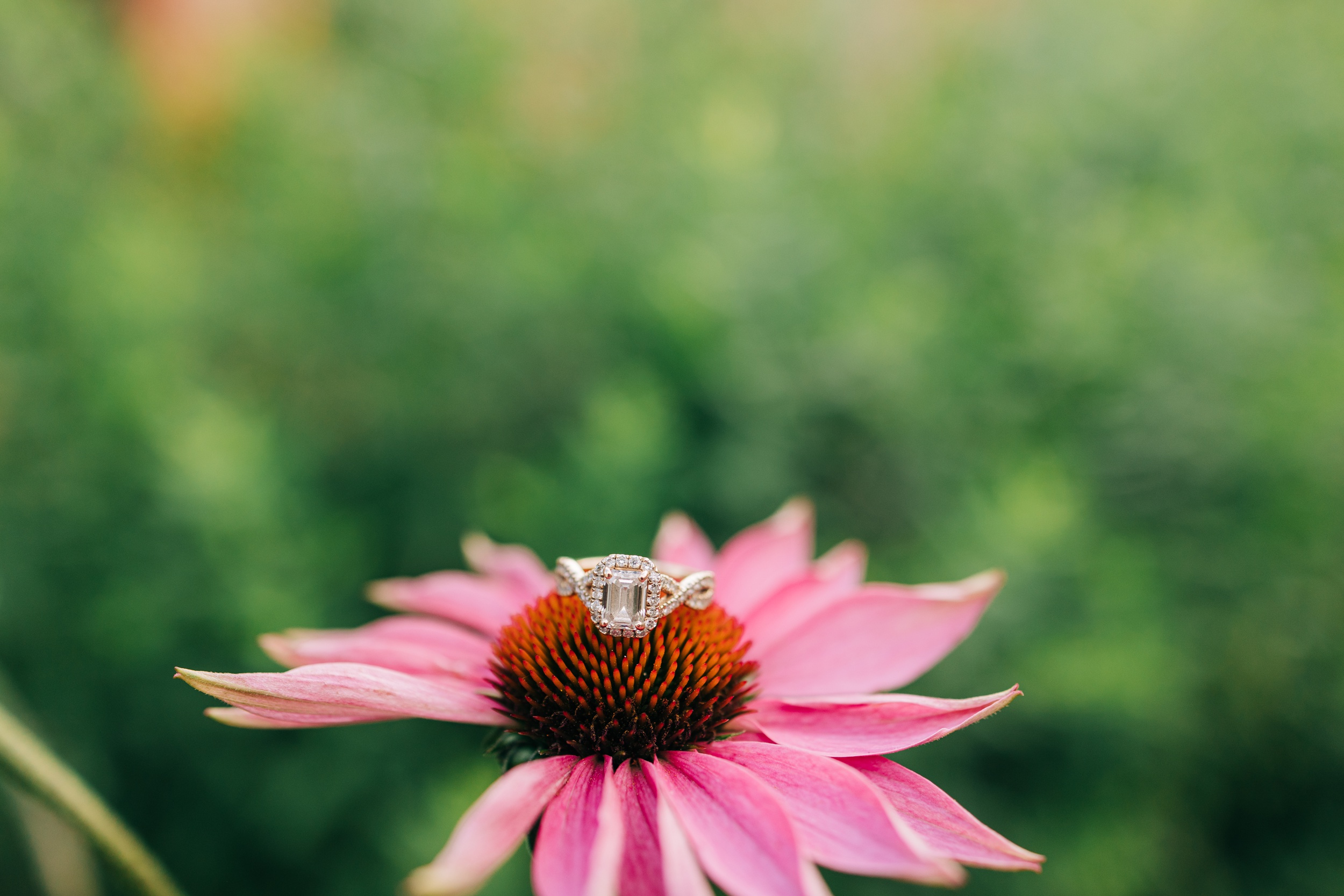 Details of an engagement ring on a pink flower